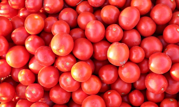 Albarossa – bardzo wczesny pomidor gruntowy!